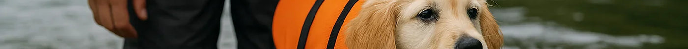 Hoe leer je je puppy of hond zwemmen: de ultieme gids