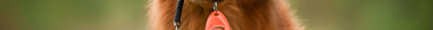 Alles wat je moet weten over clickers en clickertraining