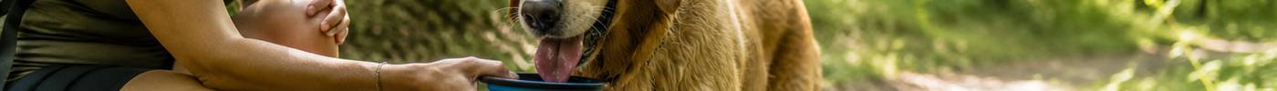 Hittestress bij honden: symptomen herkennen en oververhitting voorkomen