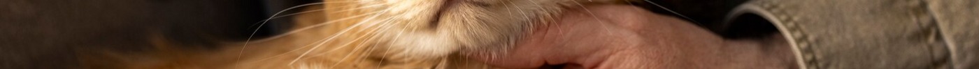 Blog over kattenverzorgingsproducten