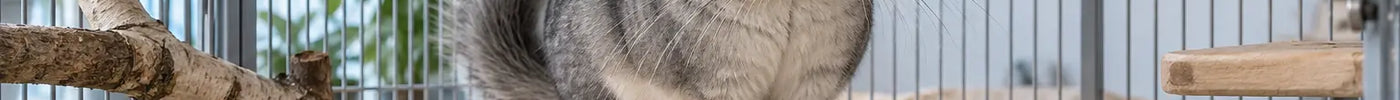 Gezonde chinchilla zit op een houten plateau in een ruim en hoog verblijf
