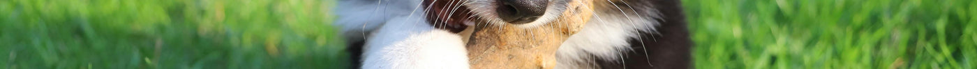 Waarom kauwen honden en welk kauwspeelgoed is geschikt?