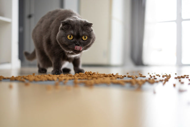 Droogvoer voor katten