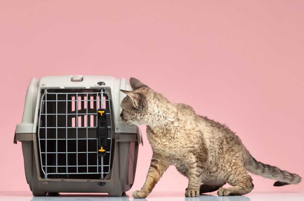 Kat weigert transportbox — stappenplan in weken, niet in een dag