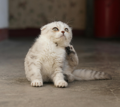 Ontwormen bij kittens en katten: alles wat je moet weten voor een gezonde start