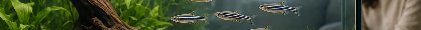School zebravissen en groep Corydoras in een ruim beplant beginnersaquarium