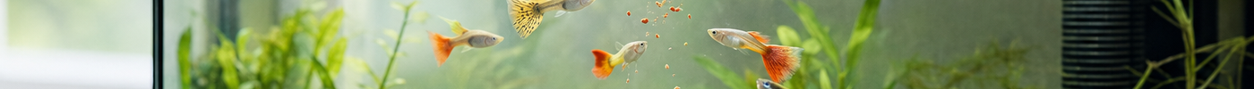 Aquariumvissen krijgen een kleine hoeveelheid voer in een helder aquarium