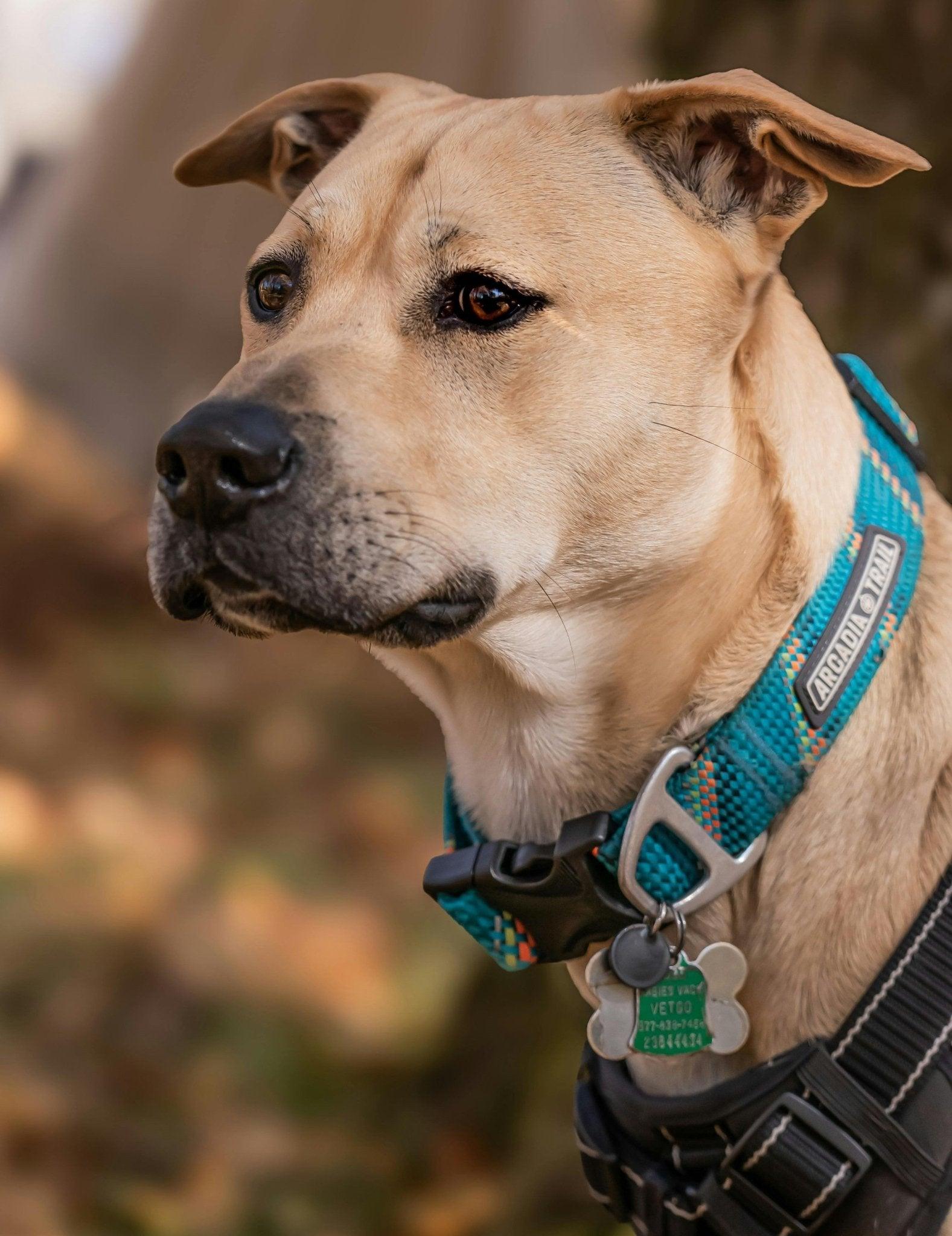 De verschillen tussen een tuig en een halsband: Wat past het beste bij jouw hond? - Fidello