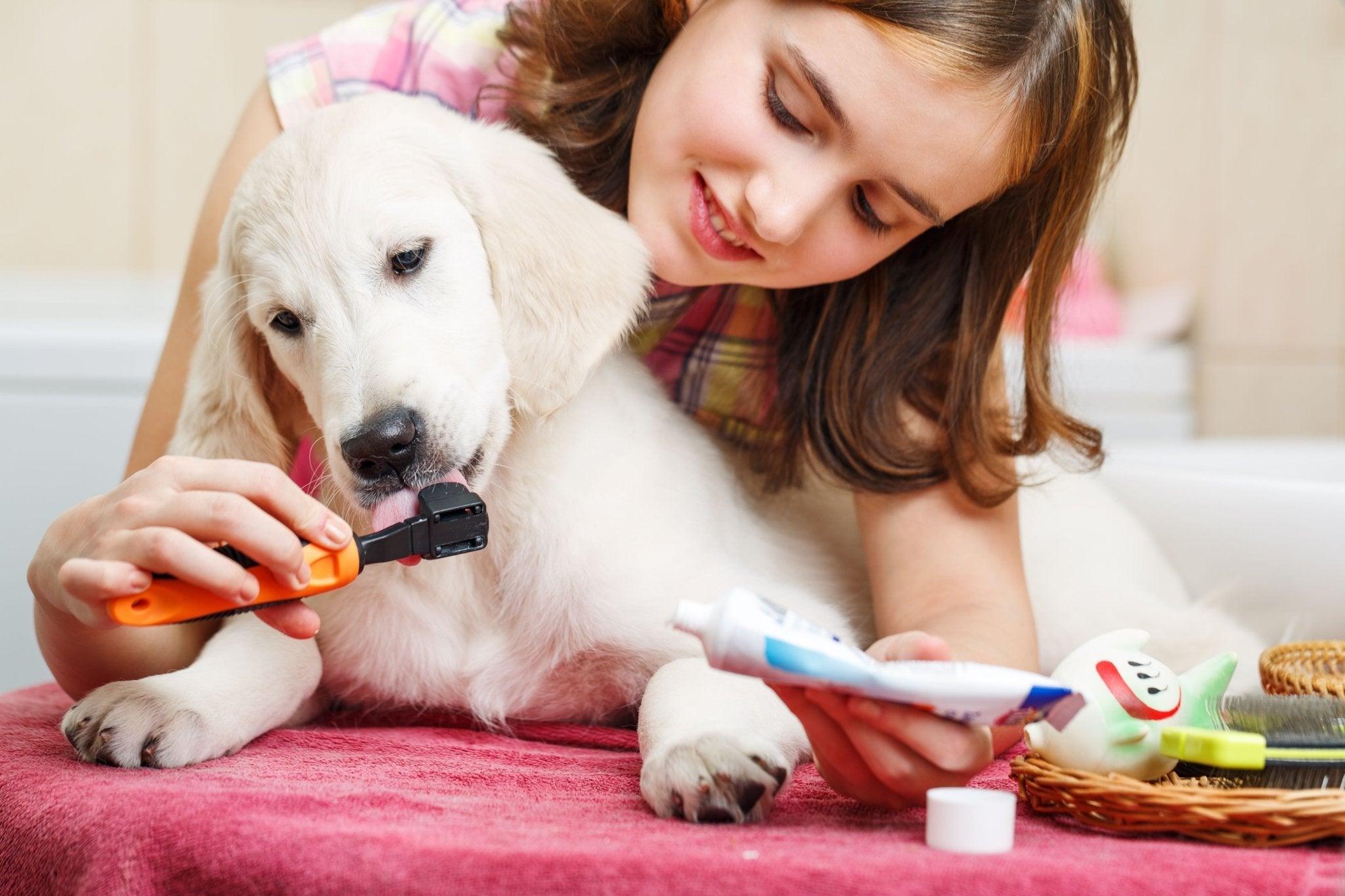 Hoe houd je het gebit, de oren en ogen van je hond schoon en gezond? - Fidello