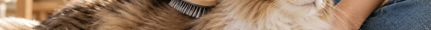 Ontspannen langharige kat wordt voorzichtig met een zachte borstel over de rug geborsteld