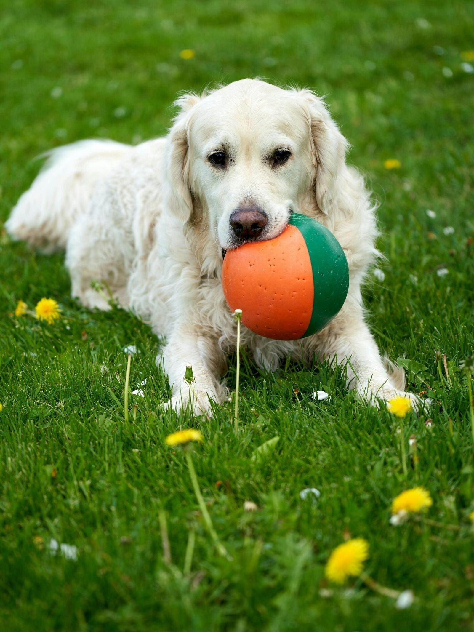 Wat zijn de top 5 speeltjes die je altijd voor je hond moet hebben?