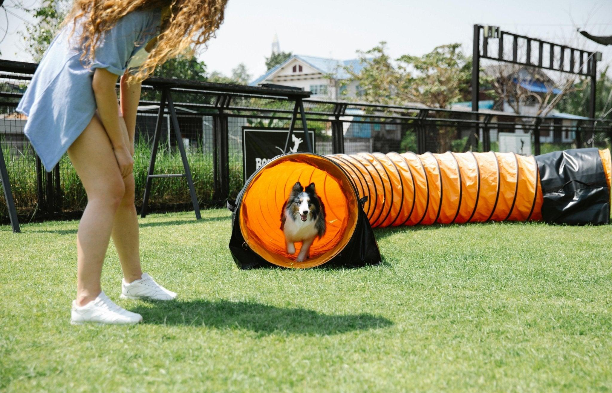 Top 10 Hondensporten en Activiteiten voor Jou en Je Hond - Fidello