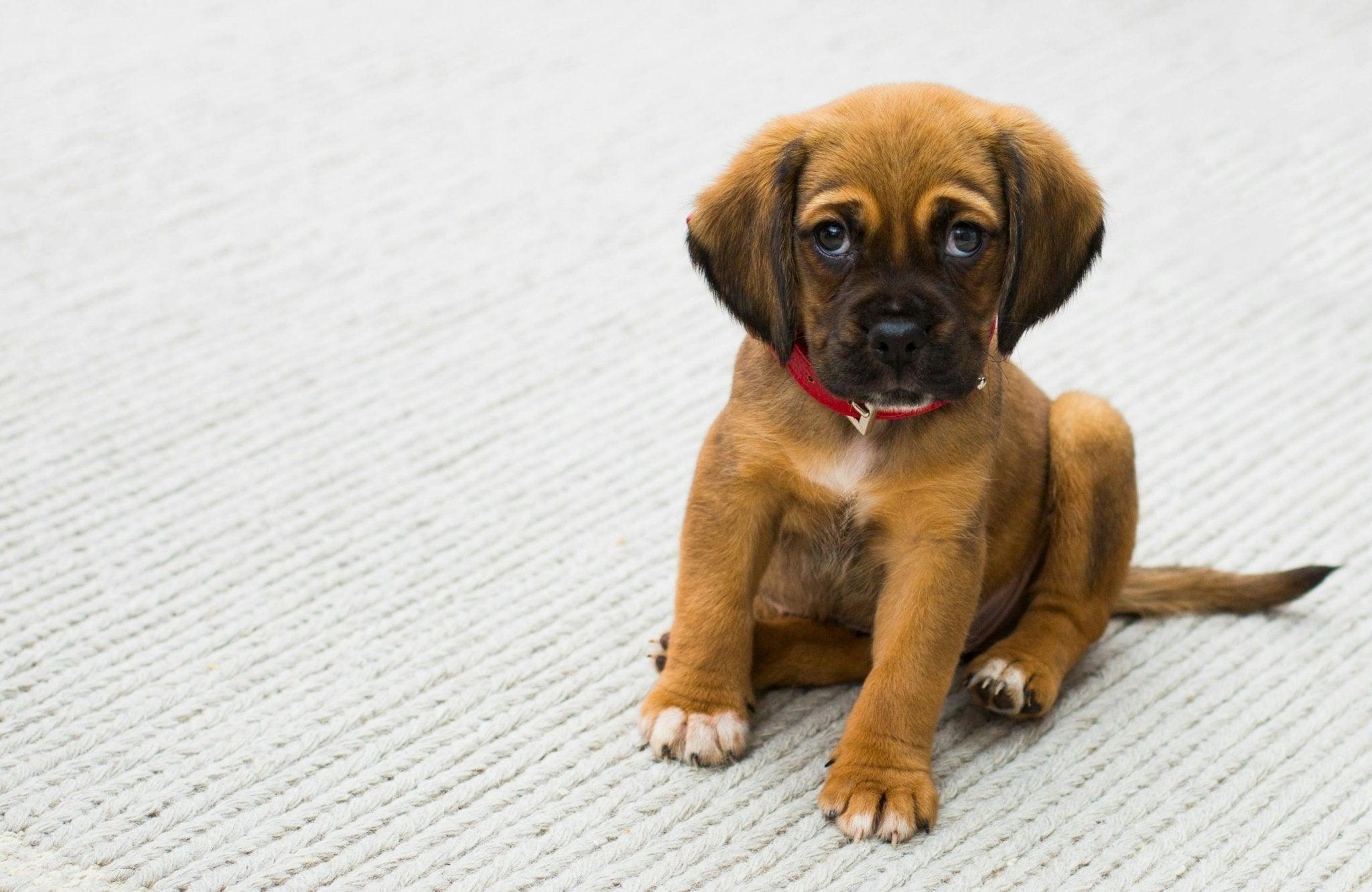 Top 8 Tips voor de Aanschaf van een Nieuwe Pup - Fidello