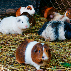 Bodembedekking & nestmateriaal