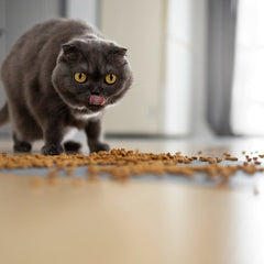 Droogvoer voor katten