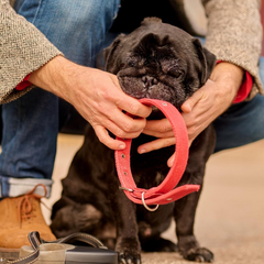 Halsbanden - Fidello