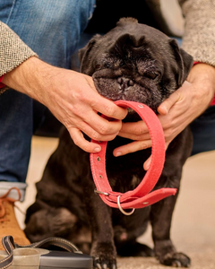 Halsbanden - Fidello