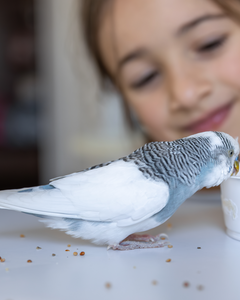 Hoofdvoeding - droogvoer voor vogels