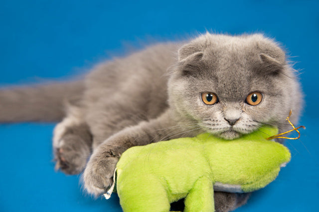 Kattenknuffels
