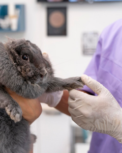 Verzorging & dierenarts collectie knaagdieren