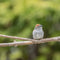 Zitstokken vogels