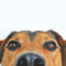 Diepvriesvoer honden