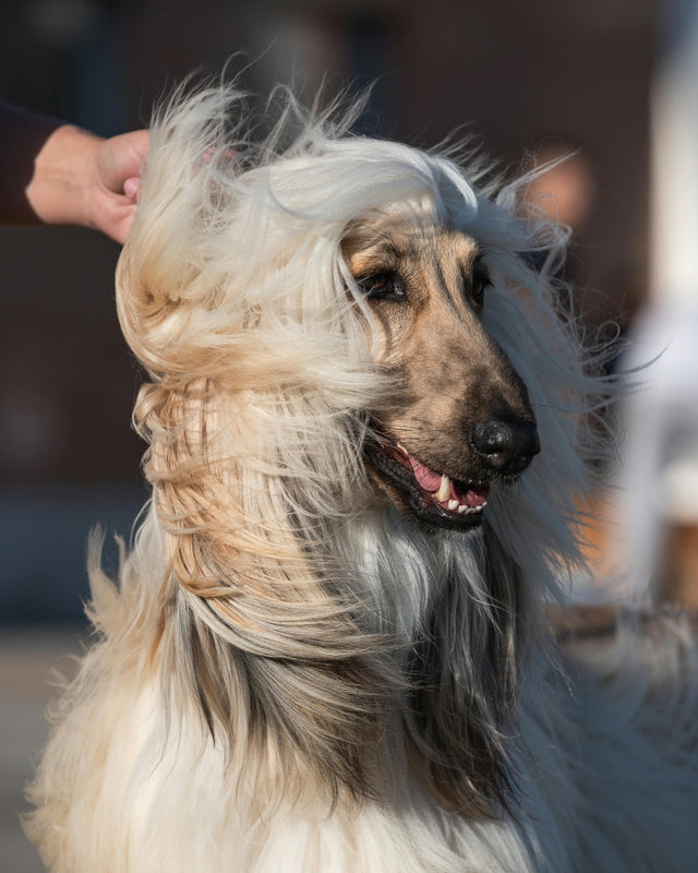 Zalmolie voor honden