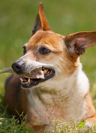 4DOGS Gryzak z poroża L hard