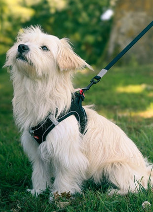 Zolux Szelki oddychające z siatki M czarne