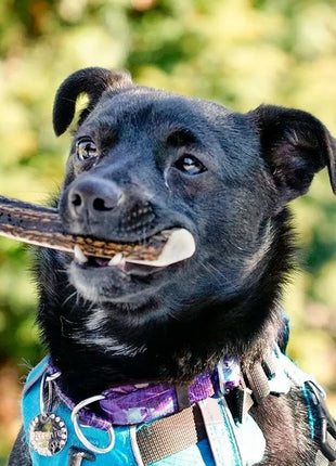 4DOGS Gryzak z poroża M easy