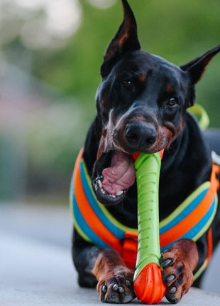 Dingo Zabawka dla psa - Guma TPR - Aport Dent 30cm