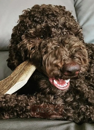 4DOGS Gryzak z poroża daniela L