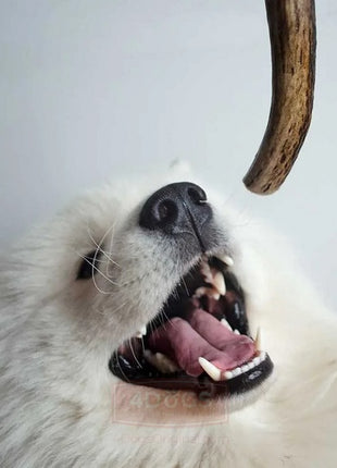 4DOGS Gryzak z poroża M hard