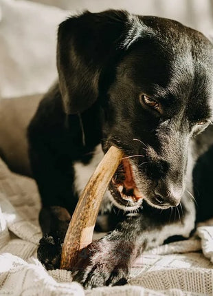 4DOGS Gryzak z poroża XL hard