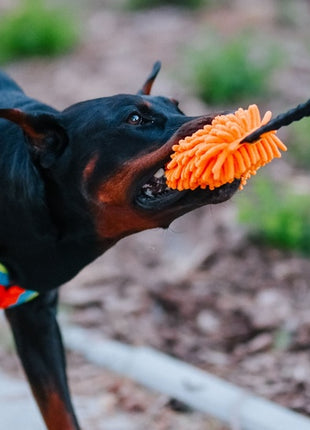 Dingo Zabawka dla psa - Szarpak Mop z rączką bungee pomarańczowy