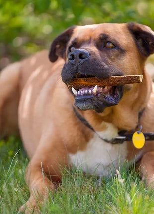 4DOGS Gryzak z poroża XXL easy