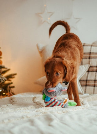 Dingo Zabawka dla psa pluszowa - Miś Yoko 36cm