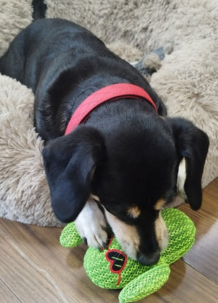 Dingo Zabawka dla psa - Kaktus Fernando 16cm