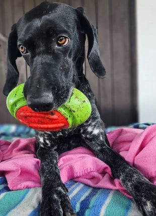 Dingo Zabawka dla psa - Guma TPR - Rugby Dent 17cm