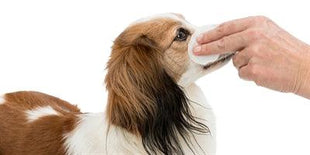 Trixie Eye Care Reinigingspads Voor Ogen