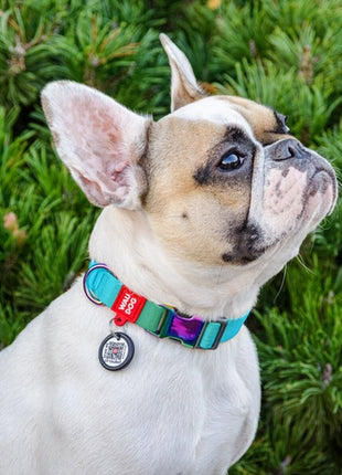 Collar WauDog Recycled Obroża nylonowa z QR-paszportem, gradient L 25mm/33-49cm niebieski