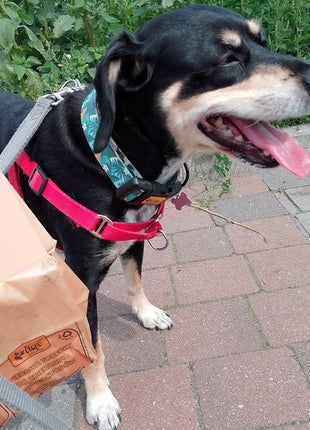 Dingo Papierowe torebki na odchody 10szt