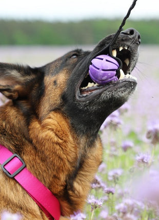 Dingo Zabawka dla psa - Szarpak Piłka z rączką bungee 6cm