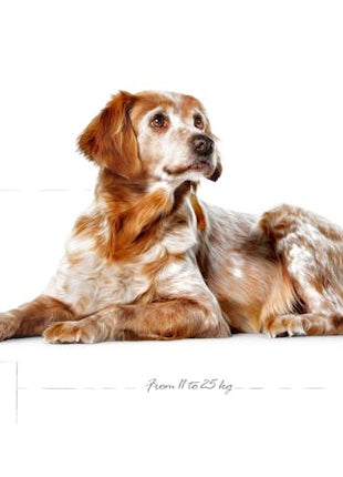 Royal Canin Medium Ageing 10+ karma sucha dla psów starszych, ras średnich 15kg