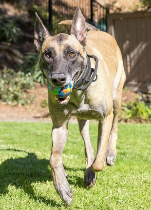 Chuckit! Eco Fetch Ball Large [37165]