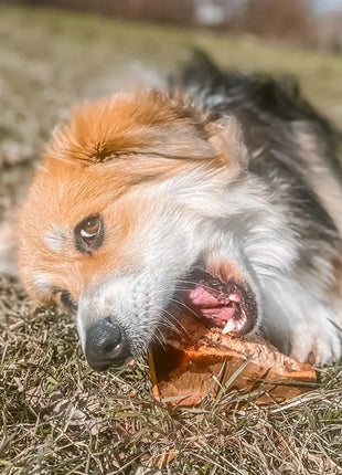 4DOGS Gryzak z korzenia drzewa wrzosowego XL