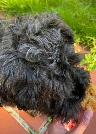 Nobby XMAS Silikon Backform Paw