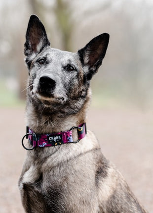 CHABA Obroża regulowana Story III XL Lakota