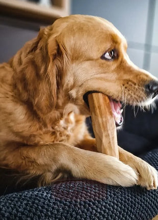 4DOGS Gryzak z drzewa oliwnego L