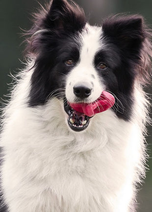 PetDreamHouse Zabawka gumowa Geo-Astro Rolly błękitna